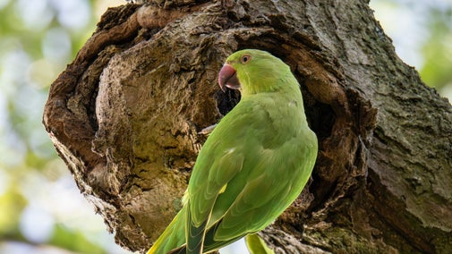 A green ring-necked parakeet perched on a tree trunk beside a nesting hole.